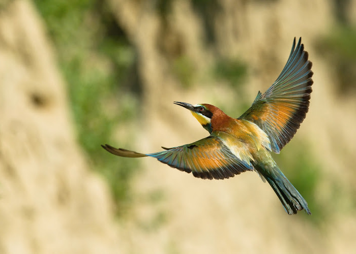 board games about birds